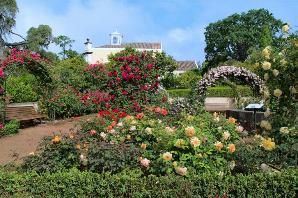 5 most beautiful Gardens in Funchal - Madeira 8 Palheiro Ferreiro Tuk Tuk Tour by Tukway