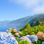 6 Typically Extraordinary Flowers of Madeira Island
