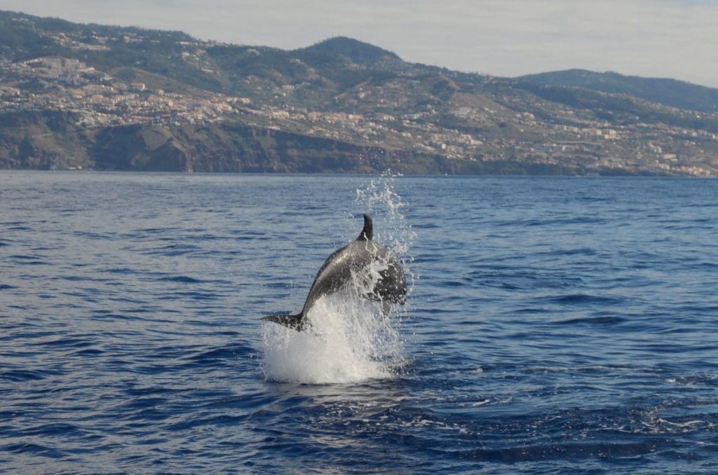 Winter in Madeira: 11 Unique Ways to Embrace the Island 3 winter