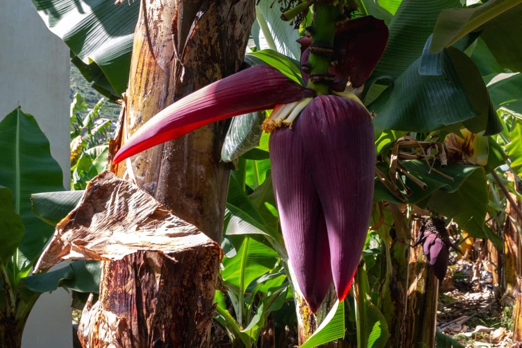 Madeira’s Bananas: A Flavorful Journey with Tukway 4 bananas